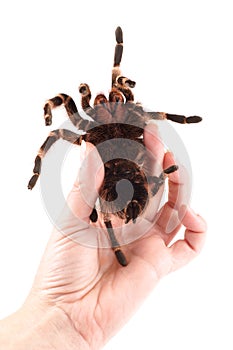 Tarantula spider, female Vitalius paranaensis, example of how to safely hold the spider in your hand