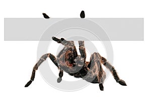 Tarantula Spider Holding A Blank Sign