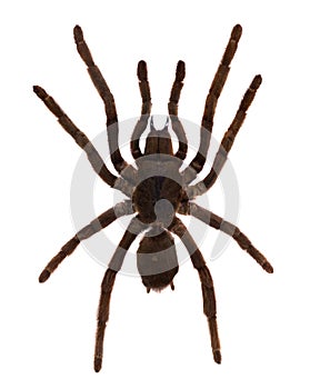 Tarantula Spider. Isolated over white