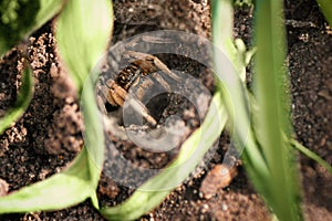 Tarantula spider in its hole, close up