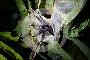 Tarantula spider on the plant. Jungle, Tambopata, Peru