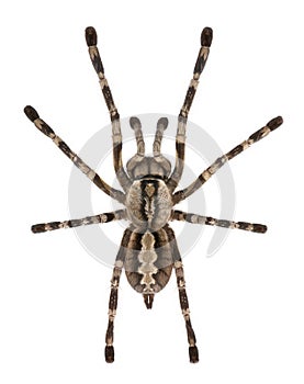 Tarantula spider, Poecilotheria Fasciata