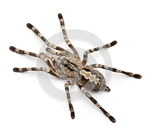 Tarantula spider, Poecilotheria Fasciata