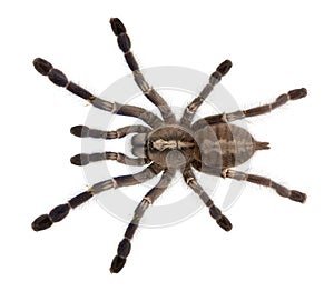 Tarantula spider, Poecilotheria Metallica