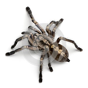 Tarantula spider, Poecilotheria Metallica