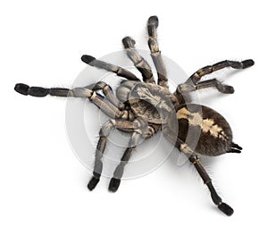 Tarantula spider, Poecilotheria Metallica