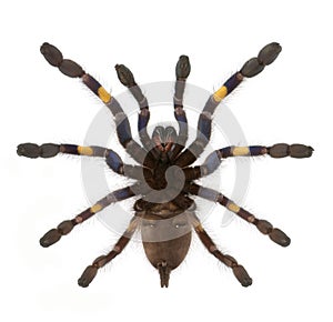 Tarantula spider, Poecilotheria Metallica