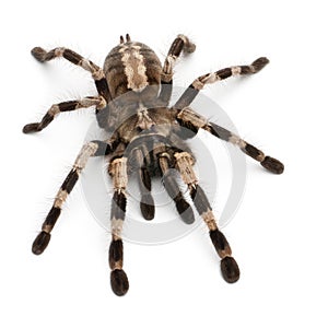 Tarantula spider, Poecilotheria Miranda