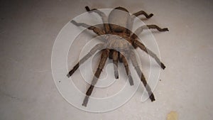 Tarantula , Spider. Tarantula isolated on white background Close Up male of Spider Tarantula - Largest spider in terms of leg-span