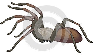 Tarantula Spider Vector Illustration