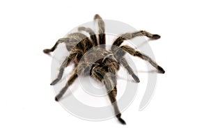 Tarantula Spider (white bg)