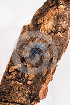 Tarantula spider, a young individual Caribena Versicolor ex Avicularia.