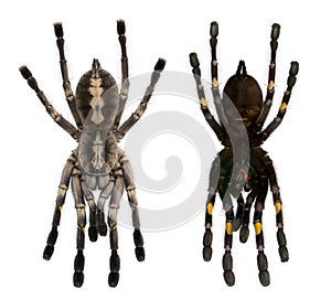 Tarantula spiders, Poecilotheria Metallica