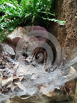 Tarantula spiders web