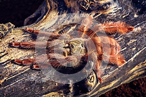 Tarantula Tapinauchenius gigas