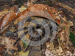 Tarantula Theraphosa Blondi in the rainforest of Suriname