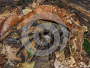 Tarantula Theraphosa Blondi in the rainforest of Suriname photo