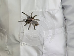 Tarantula spider on display