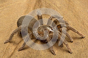 Tarantula, Theraphosidae, Gurjee, Tripura , India