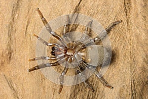 Tarantula, Theraphosidae, Gurjee, Tripura , India