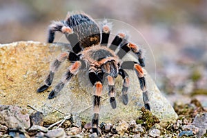 Tarantula Theraphosidae Mygalomorph