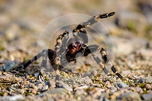 Tarantula Theraphosidae Mygalomorph