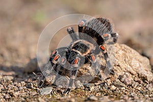 Tarantula Theraphosidae Mygalomorph Mygalomorphae