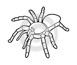 Tarantula Top View Black And White Illustration