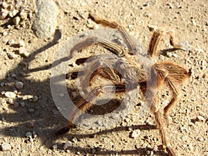 Tarantula in vineyard