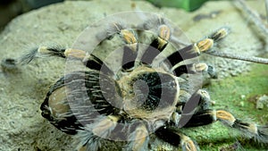 Tarantula In The Vivarium