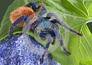 Tarantula walking over rock