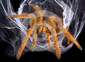 Tarantula in web