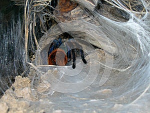 Tarantula in a Web