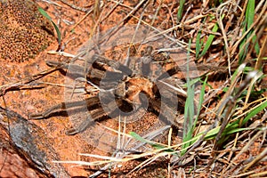 Tarantula Zion National Park