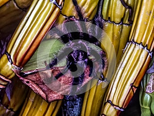 Tarantulas on banana tree