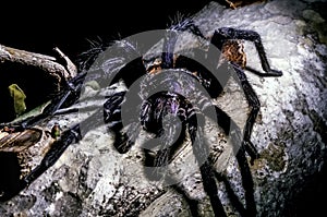 Tarantulas, hairy arachnids