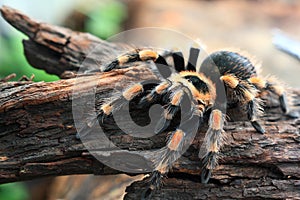 The Tarantulas photo