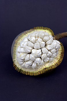 Tarap local borneo fruit