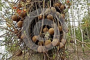 Tarapan Canonball Tree, couroupita guianensis, Irinoco Delta in Venezuela