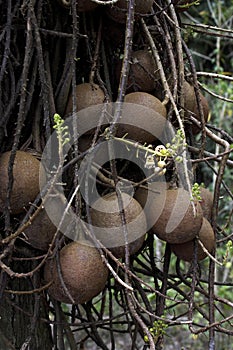 TARAPAN CANONBALL TREE couroupita guianensis, ORINOCO DELTA IN VENEZUELA