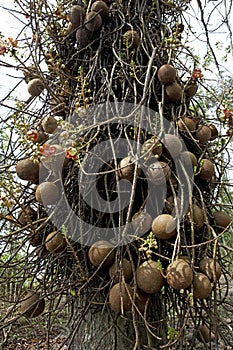 Tarapan Canonball Tree, couroupita guianensis, Orinoco Delta in Venezuela