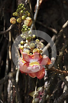 TARAPAN CANONBALL TREE couroupita guianensis, ORINOCO DELTA IN VENEZUELA