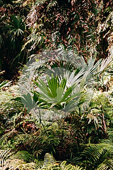 Taraw palm Livistona saribus and lush green tropical forest at Wat Pa Kham Chanod, Buddhist Temple in Udon Thani, Thailand