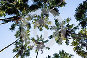 Taraw palm trees with the sky background