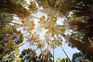 Taraw palm trees with the sky background