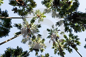 Taraw palm trees with the sky background