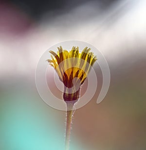 Taraxacum, abstract natural the dandelion photos photo