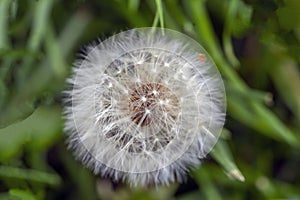 Taraxacum ,Asteraceae, dandelion seeds in early spring