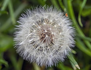 Taraxacum ,Asteraceae, dandelion seeds in early spring