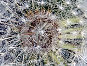 Taraxacum ,Asteraceae, dandelions